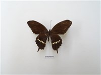 玉帶鳳蝶藏品圖，第1張